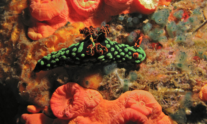 Illustration for article titled Striking Photographs Of Sea Slugs Expose The Alien World Under the Sea
